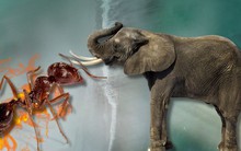 Chuyện "kiến giết voi" có thể xảy ra thật trong tự nhiên không? Nhà khoa học lý giải