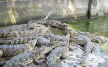 Sắp xuất khẩu cá sấu Việt Nam sang Trung Quốc