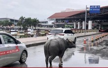 Trâu đi lạc vào sân bay Nội Bài