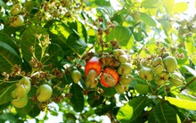 1 loại hạt ăn vặt tốt ngang insulin tự nhiên giúp hạ đường huyết, phòng chống ung thư hiệu quả: Rất sẵn ở chợ Việt