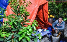 Hà Nội dưới 8 độ C, tiểu thương dựng lều, đốt lửa xuyên đêm trông đào quất trong giá lạnh