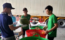 Vụ sầu riêng cận Tết, nhiều nông dân Tiền Giang thu lãi gần 2 tỷ đồng/ha