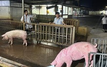 Lợn nhập lậu tăng mạnh: Người chăn nuôi lo phá sản