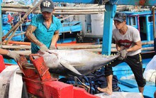 Hợp tác phát triển 7 ngành kinh tế biển Nam Trung Bộ