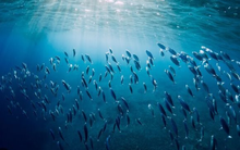 Kho báu dưới nước trăm nghìn tấn của Việt Nam: Thu về gần 1 tỷ USD trong năm qua, gần 2/3 thế giới ‘đặt gạch’ mua hàng