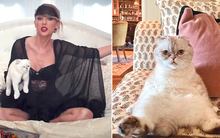 Khi thú cưng cũng tự kiếm ra tiền: Chú mèo của Taylor Swift sở hữu 97 triệu USD, chó Gunther VI có cả công ty quản lý khối tài sản 12.000 tỷ