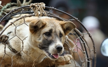 Nhiều người Việt Nam mong muốn cấm buôn bán thịt chó mèo