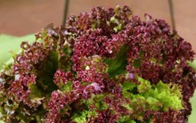 1 loại rau có thể hạ đường huyết chỉ sau vài phút, giúp chống ung thư hiệu quả: Rất sẵn ở chợ Việt