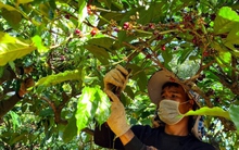 Giá cà phê lên xuống thất thường làm khó người trồng và kinh doanh ở Đắk Lắk