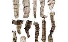 Trung Quốc: Xuất hiện sinh vật 1,6 tỉ năm "thay đổi lịch sử Trái Đất"