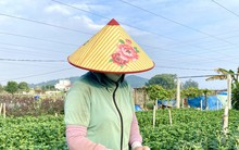 Thủ phủ hoa lớn nhất xứ Thanh: Người làm vườn trông chờ vụ Tết để 'gỡ vốn'