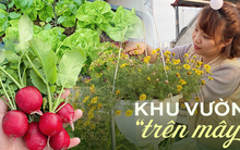 Mẹ 9X biến sân thượng thành khu vườn trồng đủ các loại rau củ quả, thu hoạch được cả dưa bở, thanh long... cả nhà ăn không xuể