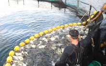 Chủ động chào đón doanh nghiệp đầu tư nông nghiệp