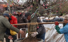 Hà Nội: Xe ôm "chuyển nghề" ship đào Tết, kiếm tiền triệu mỗi ngày