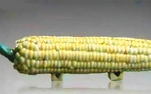 Mang "bắp ngô" đi thẩm định báu vật, bị chuyên gia liên tục chê bai, ông lão tức lên bật thốt: Có biết tôi là ai không?