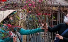 Đào Nhật Tân xuống phố sớm, hút người mua