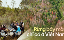 Rừng cây ngũ sắc hot nhất đầu năm nay, nằm ngay vùng chiến trường xưa lừng lẫy của Việt Nam