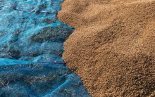 Xuất khẩu Thái Lan dự báo giảm mạnh, thời cơ vàng giúp 'ngọc trai trắng' của Việt Nam 'bay cao bay xa' trong năm 2024