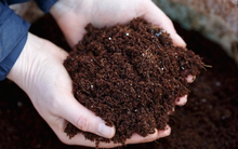 Nga bất ngờ tăng xuất khẩu một mặt hàng đến Việt Nam hơn 500%, giá rẻ cực hấp dẫn