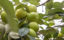 Thăm vườn táo muối đặc sản được "săn lùng" dịp Tết ở Hải Phòng