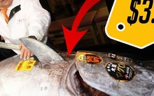 Một con cá hơn 75 tỷ đồng, nhưng một hộp cá lại chưa đến 50 nghìn: Sự khác biệt nằm ở đâu?