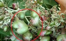 Hơn 20 tỉnh của Việt Nam trồng loại hạt tỷ USD được thế giới yêu thích: Trung Quốc sốt sắng mua hơn cả Mỹ