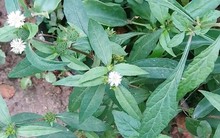 Chữa suy thận theo hướng dẫn trên mạng, người đàn ông suýt mất mạng