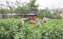 Loài hoa 'đặc biệt' giúp dân xứ Huế thu trăm triệu dịp Tết