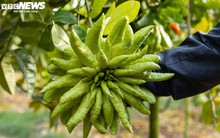 Tất bật thu hoạch, người dân trồng phật thủ ở Hà Nội bội thu