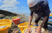 Người dân Cà Mau kiếm 2-3 triệu đồng/ngày nhờ khai thác ruốc biển