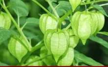 Loại cây nhiều người Việt chỉ coi là cỏ dại nhưng lại chữa đủ thứ bệnh