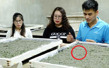 Bỏ phố về quê nuôi con nhả ra thứ "quý như vàng", anh nông dân nhẹ nhàng kiếm 45 tỷ đồng/năm