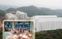 Nhiều doanh nghiệp đề xuất xây "chung cư để nuôi heo"