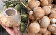 Thức uống cung cấp collagen bậc nhất, giúp xóa mờ vết nhăn và bảo vệ xương khớp: Nhưng có 5 nhóm người không nên dùng