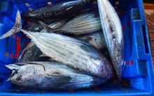 Ngư dân gặp khó khi khai thác cá ngừ vằn chiều dài tối thiểu 500mm