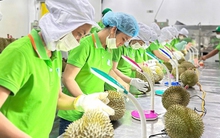 Xuất khẩu vào "đường ray" cao tốc