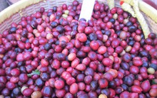 Giá cà phê tăng cao, các công ty kinh doanh cà phê ra sao?