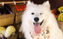 Giới trẻ Trung Quốc bắt thú cưng tự đi kiếm "tiền" ăn: Khi chó, mèo được đối xử như những đứa con cưng