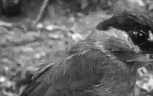 Loài vật quý hiếm bậc nhất hành tinh, bất ngờ "hồi sinh" sau 172 năm tuyệt chủng