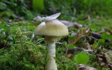 Loài nấm nguy hiểm nhất thế giới gây ngộ độc như thế nào?