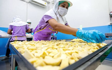 Giá sầu riêng tại Trung Quốc sắp 'có biến' vì một động thái của Malaysia, ngôi vương của Thái Lan và Việt Nam liệu có bị lung lay?