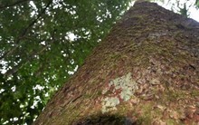 Loài cây quý hiếm bậc nhất thế giới, chỉ có duy nhất ở Việt Nam