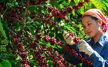 Kim ngạch xuất khẩu cà phê tăng mạnh