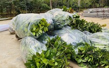 Người dân săn lùng loài cây hoa trà "quý hơn vàng", khắc tinh của đột quỵ