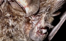 Loài vật quý hiếm bậc nhất hành tinh, tưởng đã tuyệt chủng 40 năm bất ngờ "tái xuất"