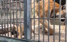 Xử lý ra sao 20 con hổ và 1 con báo bị chết ở KDL Vườn Xoài?