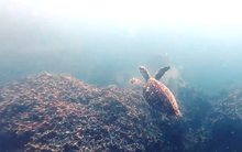 Clip: Rùa biển xuất hiện ở Vịnh Nha Trang sau nhiều năm vắng bóng