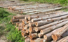 Loại cây quý hiếm bậc nhất thế giới có tuổi đời tới 500 năm: Độ cứng ‘‘cân’’ được cả súng, cách ứng dụng mới gây bất ngờ