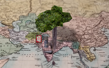 Một quốc gia châu Á sở hữu ‘kho báu’ trời ban: Loại gỗ quý hiếm lõi chảy ra ‘vàng lỏng’ tỏa hương, đắt nhất nhì thế giới với giá gần 190 triệu đồng/lít