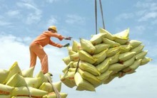 Xuất khẩu gạo có thể vượt kỷ lục của năm 2023